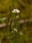 White flowers, Cardamine hirsuta