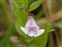 White flowers, Scutellaria minor