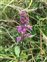 Purple flowers, Stachys palustris